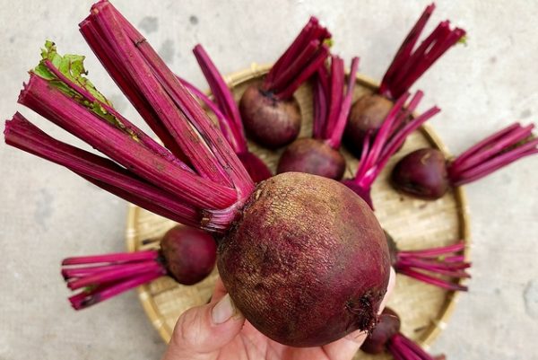 Lợi ích của uống nước ép củ dền tốt cho sức khỏe Lợi ích của uống nước ép củ dền tốt cho sức khỏe