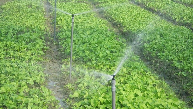 Rau organic là gì? Vì sao rau hữu cơ đắt hơn rau thường? Rau organic là gì? Vì sao rau hữu cơ đắt hơn rau thường?