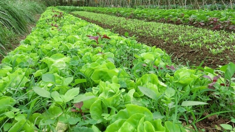 Rau organic là gì? Vì sao rau hữu cơ đắt hơn rau thường? Rau organic là gì? Vì sao rau hữu cơ đắt hơn rau thường?