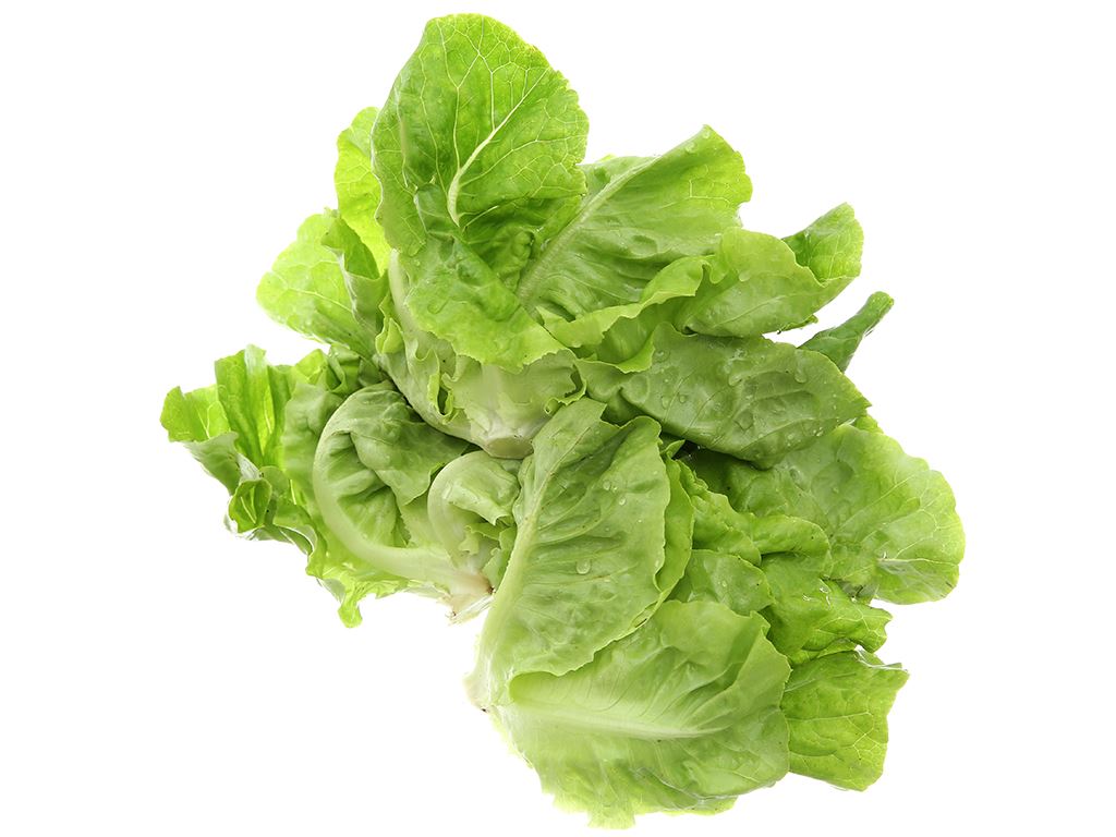 Xà lách - Ảnh 2